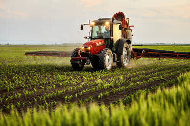 Landwirt im Traktor beim Sprühen von Dünger auf einem Maisfeld bei Sonnenuntergang - NOF00847