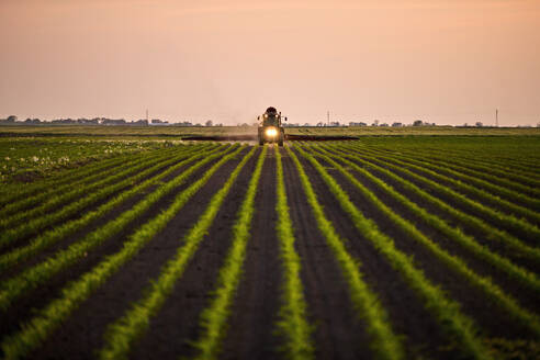 Traktor beim Sprühen von Dünger auf einem Maisfeld bei Sonnenuntergang - NOF00849