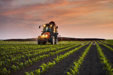 Landwirt im Traktor sprüht Dünger auf Maisfeld unter Himmel bei Sonnenuntergang - NOF00851