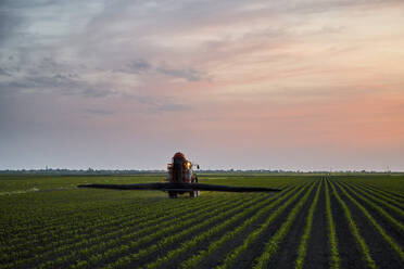 Traktor beim Sprühen von Insektiziden auf einem Maisfeld bei Sonnenuntergang - NOF00852