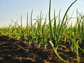 Onion plants cultivated in soil at sunset - NOF00861