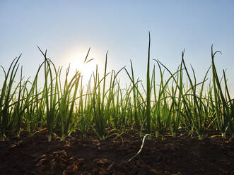 Onion plants cultivated on soil at sunset - NOF00863