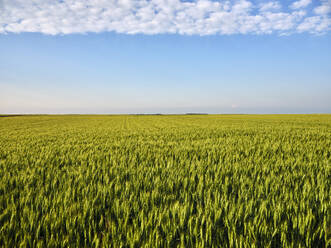 Weizenkulturen auf einem Feld unter bewölktem Himmel an einem sonnigen Tag - NOF00865