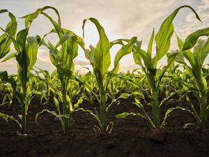 Corn crops in field at sunset - NOF00867