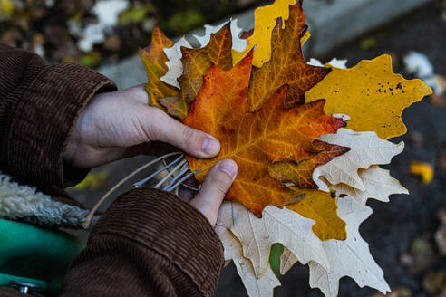 Eine Person, die bunte Herbstblätter in der Hand hält, die die Schönheit des Herbstlaubs zeigen. - ADSF50833