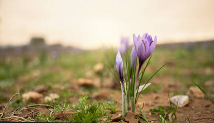 Delicate purple saffron crocus flowers captured at dawn, symbolizing the beginning of the saffron harvest season - ADSF50834