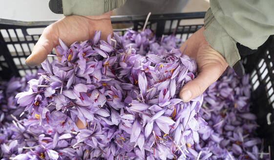 Die Hände eines Bauern durchsuchen eine Kiste mit frisch geernteten Safrankrokusblüten und enthüllen das kostbare Gewürz - ADSF50835