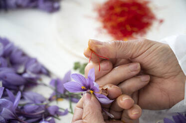 Nahaufnahme von Händen, die vorsichtig Safran-Narben von violetten Krokusblüten ernten; ein traditionelles und sorgfältiges Verfahren - ADSF50836