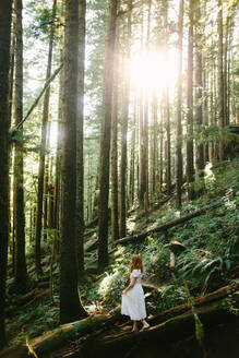 Eine Frau in einem weißen Kleid steht inmitten hoch aufragender Bäume auf Vancouver Island, während das Sonnenlicht durch das dichte Blätterdach des Waldes fällt. Avatar Grove - ADSF50851