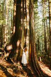 Ein Mensch steht in Ehrfurcht vor einem hoch aufragenden, majestätischen Baum in den üppigen Wäldern von Avatar Grove auf Vancouver Island. - ADSF50854