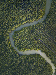 Luftaufnahme eines Flusses, der einen Kiefernwald in Süd-Goa, Indien, durchquert. - AAEF24709