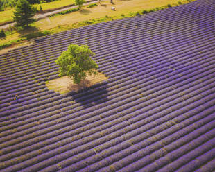 Luftaufnahme eines Lavendelfeldes bei Aurel, Provence, Frankreich. - AAEF24728