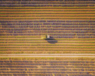 Luftaufnahme einer Lavendelernte in der Nähe von Moustiers Saintes Maries, Provence, Frankreich. - AAEF24758