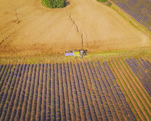 Aerial view of a Lavender Harvest near Moustiers Saintes Maries, Provence, France. - AAEF24760