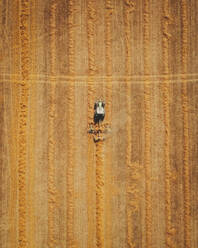 Luftaufnahme von oben eines Traktors bei der Ernte auf einem Feld, Aragonien, Spanien. - AAEF24776