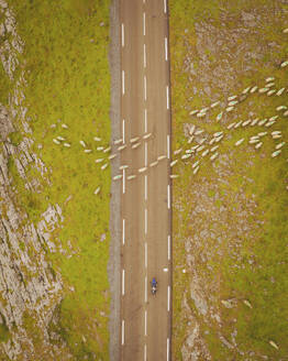 Luftaufnahme einer Schafherde auf dem Bergstraßenpass von La Pierre de San Martin, Nouvelle-Aquitaine, Frankreich. - AAEF24783