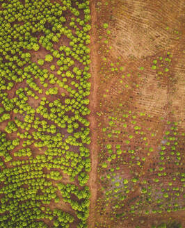 Luftaufnahme eines Waldwegs in der Nähe der Wüste Bardenas Reales, Tudela, Navarra, Spanien. - AAEF24813