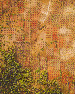 Luftaufnahme von landwirtschaftlichen Feldern bei Consuegra, Castilla la Mancha, Spanien. - AAEF24838