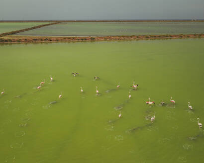 Luftaufnahme von Flamingos in Las Salinas de Cabo de Gata, Andalusien, Spanien. - AAEF24931