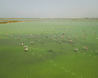 Luftaufnahme von Flamingos in Las Salinas de Cabo de Gata, Andalusien, Spanien. - AAEF24932