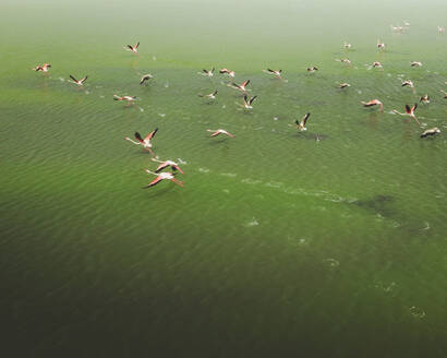 Luftaufnahme von Flamingos in Las Salinas de Cabo de Gata, Andalusien, Spanien. - AAEF24933