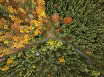 Aerial view of the forests in fall near Graz with a curved paved road dividing the forest in half, Semriah, Graz Styria, Austria. - AAEF25047