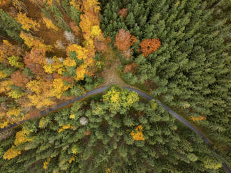 Luftaufnahme der Wälder im Herbst in der Nähe von Graz mit einer gebogenen befestigten Straße, die den Wald in zwei Hälften teilt, Semriah, Graz Steiermark, Österreich. - AAEF25047