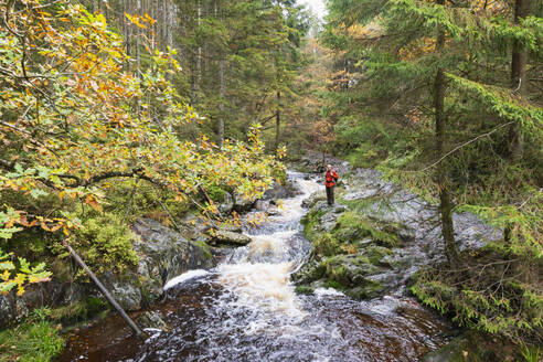 Belgien, Wallonien, Älterer Wanderer steht über dem Fluss Tros Marets im Hohen Venn - Naturpark Eifel - GWF07965