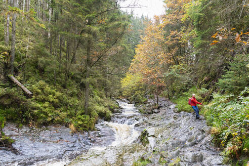 Belgien, Wallonien, Älterer Wanderer klettert über Felsen am Fluss Tros Marets im Hohen Venn - Naturpark Eifel - GWF07966