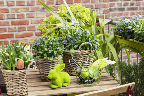 Osterhase bei verschiedenen Blumenpflanzen auf einem Tisch im Garten - GWF07968