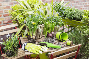 Various flower plants near gardening gloves on table - GWF07971