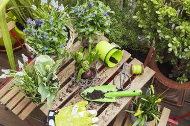 Various flowering plants with gardening equipment on table - GWF07972