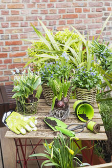 Various flower plants in front of brick wall in garden - GWF07973