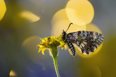 A detailed close-up of a butterfly resting on a vibrant yellow flower with a soft bokeh background creating a tranquil scene. - ADSF50933