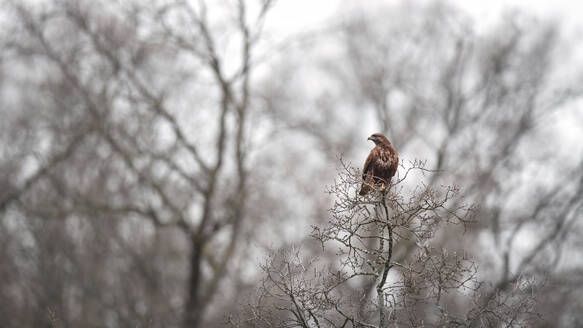 A solitary brown eagle surveys its surroundings from the bare branches of a tree in a stark winter landscape - ADSF50935