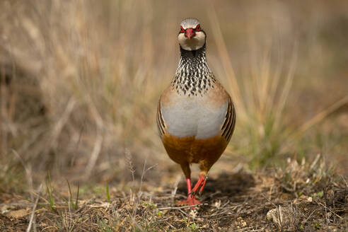 A red-legged partridge with striking feather patterns struts forward in its natural grassy environment - ADSF50936