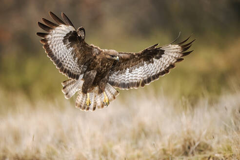 With wings outstretched, a buteo eagle glides over the grassland, showcasing its impressive wingspan and flight mastery - ADSF50938