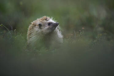 A North African Hedgehog peers out from lush greenery in a natural habitat - ADSF50940