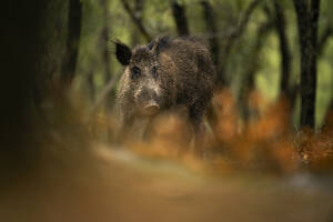 A cautious wild boar emerges amongst the autumn leaves in a serene oak forest setting, blending into its natural habitat - ADSF50958