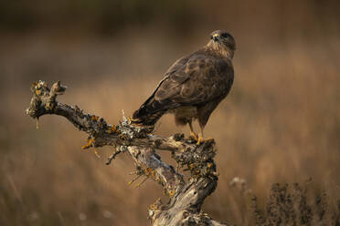 An eagle stands regally on a gnarled branch within a sun-dappled Mediterranean forest, showcasing its impressive plumage and fierce gaze - ADSF50961