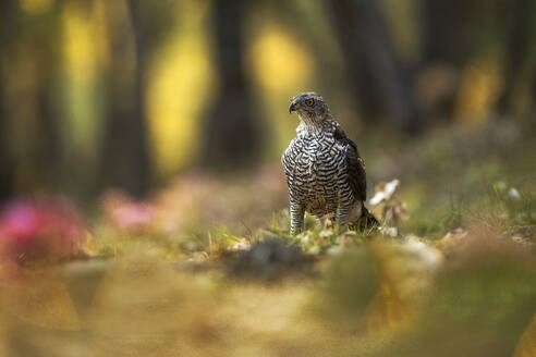 An eagle stands proudly amidst the sunlit hues of a Mediterranean forest, showcasing its natural habitat and the serene beauty of wildlife - ADSF50962