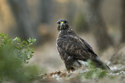 An eagle stands alert in the understory of a Mediterranean forest, its sharp gaze piercing the serene environment - ADSF50964