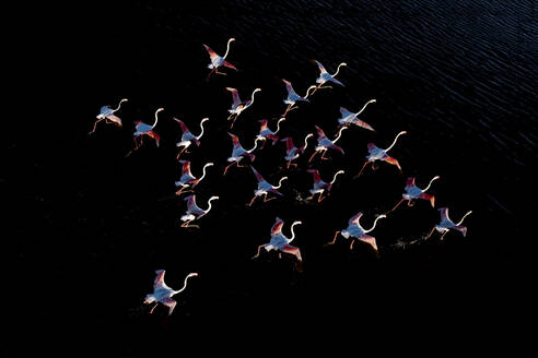 A captivating view of flamingos in mid-flight above the glistening waters of Spanish wetlands - ADSF50967