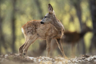 A graceful Roe deer captured in a tranquil forest, surrounded by softly blurred green foliage. - ADSF50971