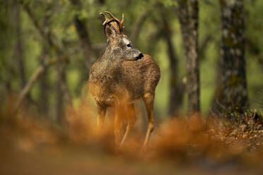 A solitary Roe deer with small antlers is captured standing amidst the woods, surrounded by a serene autumn ambiance. - ADSF50972