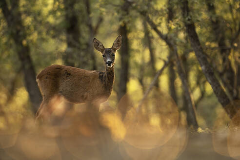 A serene Roe deer stands amongst trees, bathed in the golden light filtering through the forest canopy. - ADSF50973