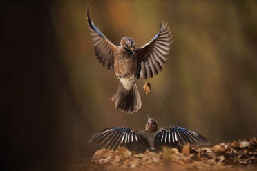 Two Eurasian jay birds engage in a captivating display, one in mid-flight with wings wide open and the other mirroring below on a serene autumn backdrop. - ADSF50975