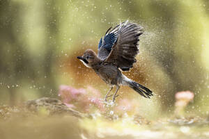 A Eurasian jay bird takes off, sending water droplets into air, with a softly blurred natural background. - ADSF50976