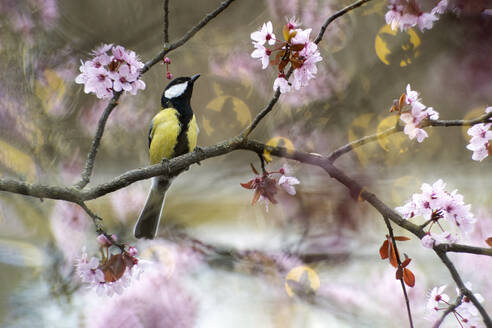 A great Chickadee bird perched on a blooming cherry branch in spring. - ADSF50977