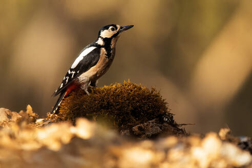 A striking great spotted woodpecker is shown perched on moss-covered ground amidst a softly blurred background. - ADSF50979